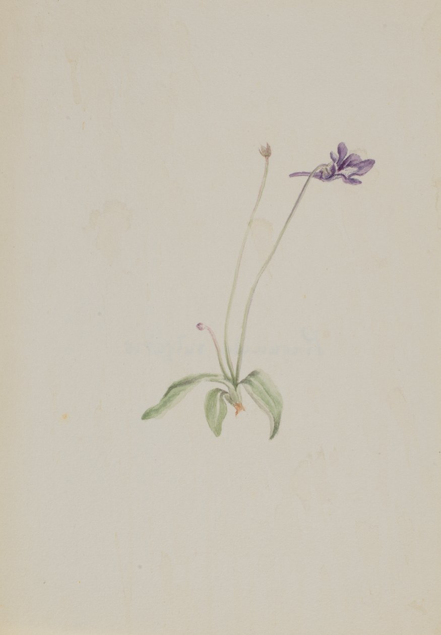 Pinguicula vulgaris、カリフォルニア州。 1930年代初頭。 作： メアリーヴォーウォルコット