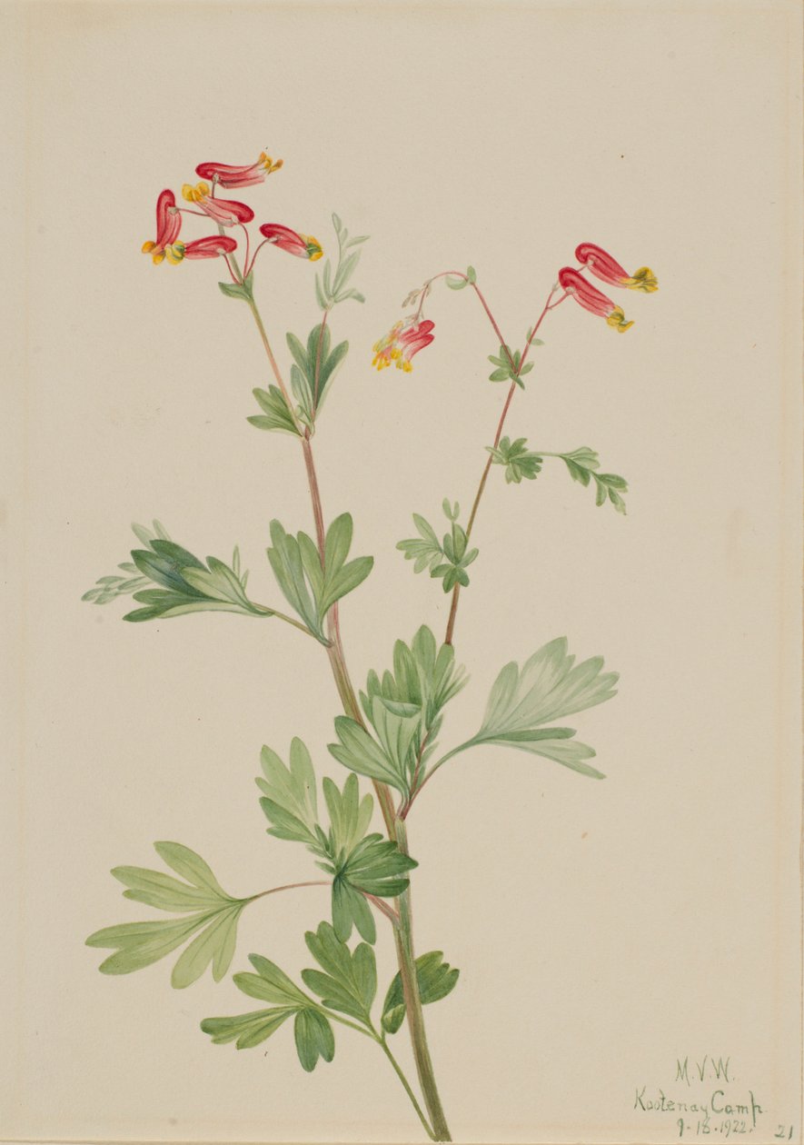 ピンク・フンメルート（Capnoides sempervirens） 作： メアリーヴォーウォルコット