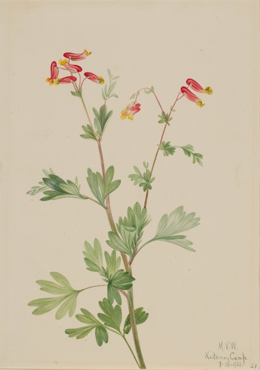 ピンクフメルート Capnoides sempervirens, 1922. 作： メアリーヴォーウォルコット