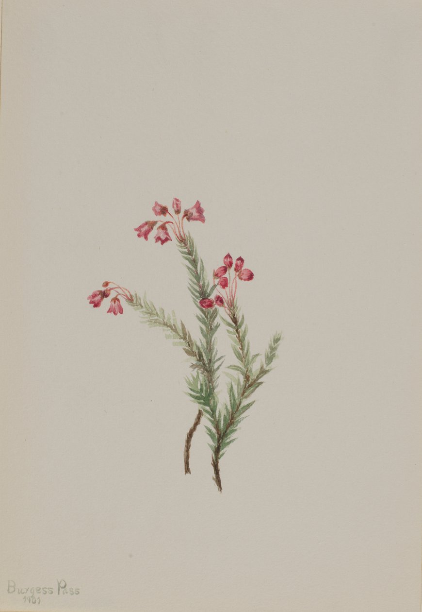 ピンクヘザー Phyllodoce empetriformis、1901年。 作： メアリーヴォーウォルコット