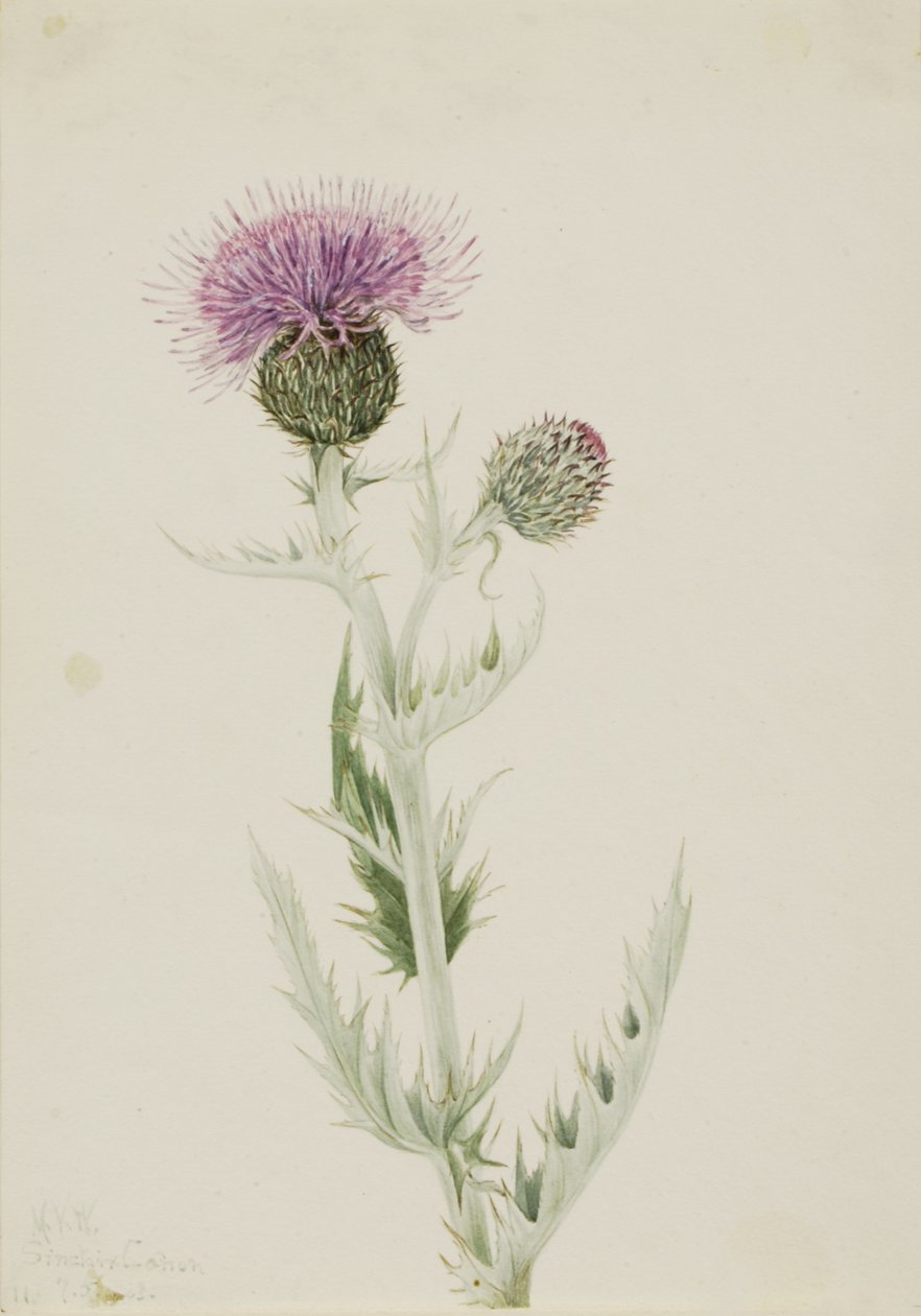 プレーリーアザミ Cirsium undulatum, 1923. 作： メアリーヴォーウォルコット