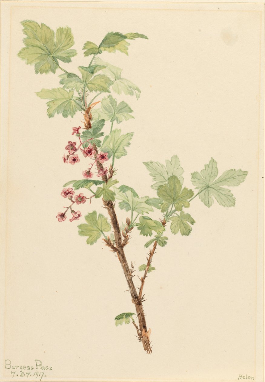 Prickly Currant Ribes lacustre, 1917. 作： メアリーヴォーウォルコット