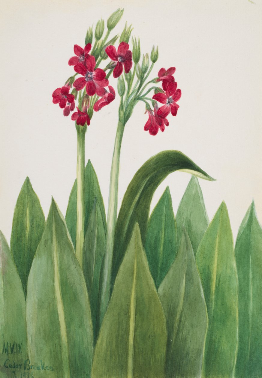 サクラソウ Primula parryi, 1938. 作： メアリーヴォーウォルコット