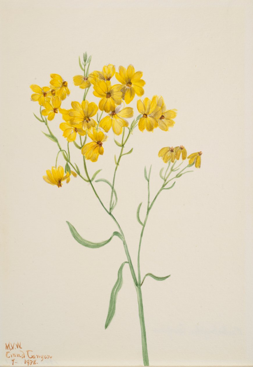 Psilostrophe sparsiflora, 1938. 作： メアリーヴォーウォルコット