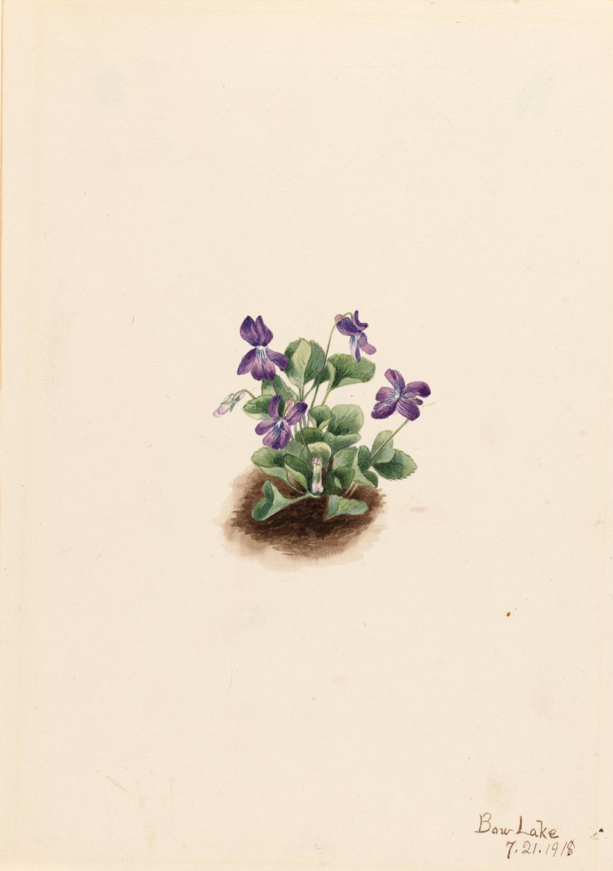 パープルマウンテンバイオレット Viola adunca, 1918. 作： メアリーヴォーウォルコット