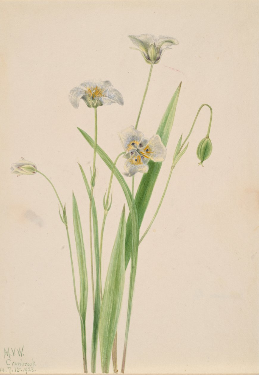 Pussy-ears Calochortus elegans, 1923. 作： メアリーヴォーウォルコット