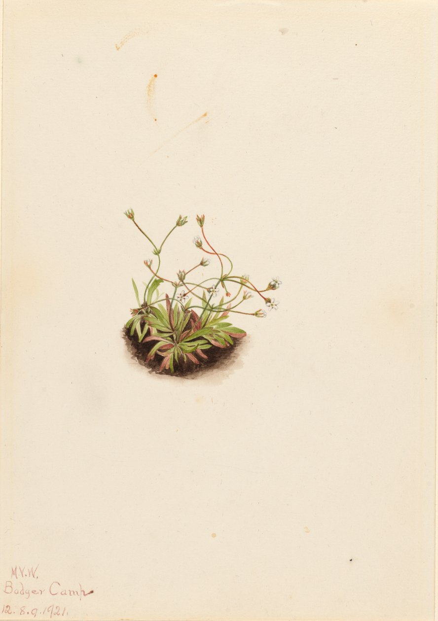 Pygmy Androsace Androsace subumbellata, 1921. 作： メアリーヴォーウォルコット