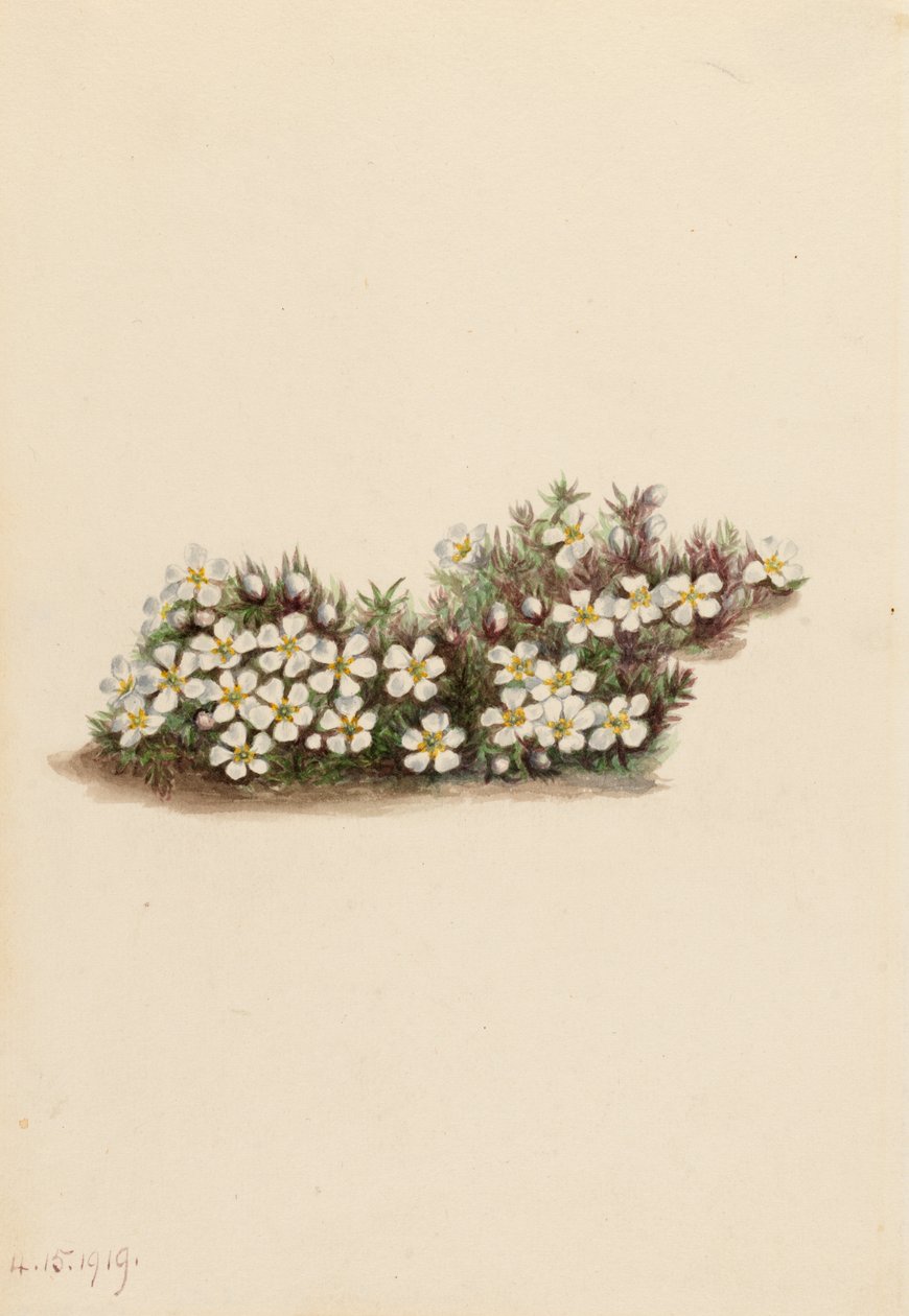 Pyxie Pyxidanthera barbulata、1919 年。 作： メアリーヴォーウォルコット