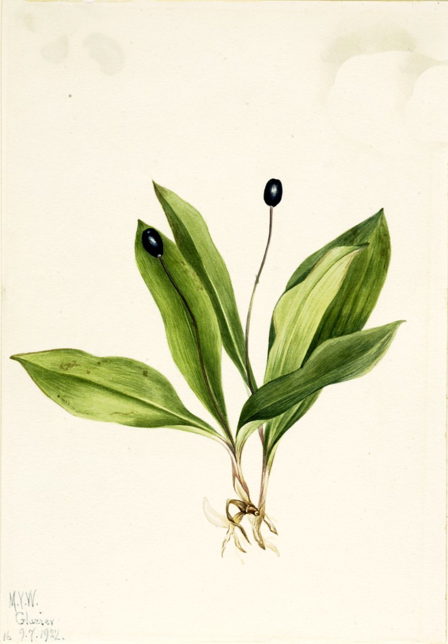 Queencup Clintonia uniflora, 1922. 作： メアリーヴォーウォルコット