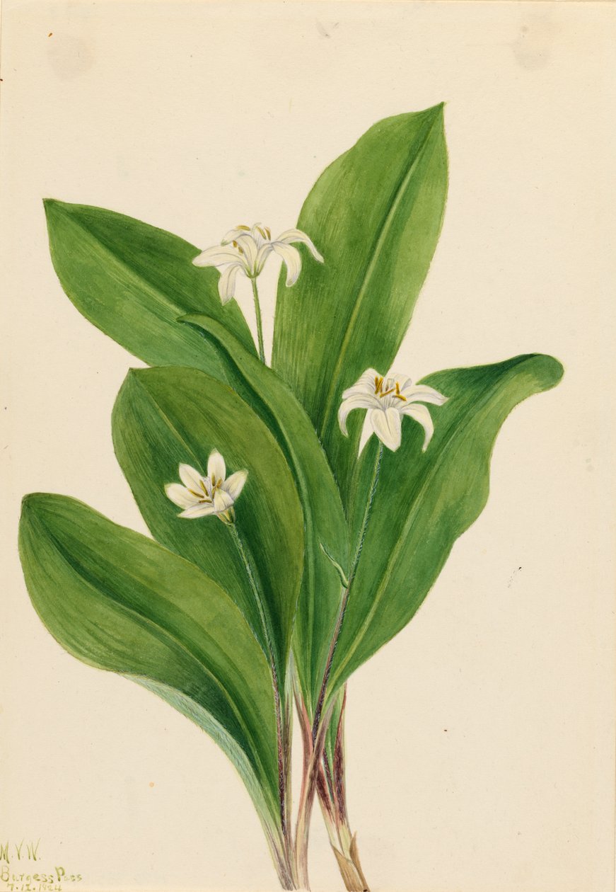 Queencup Clintonia uniflora, 1924. 作： メアリーヴォーウォルコット