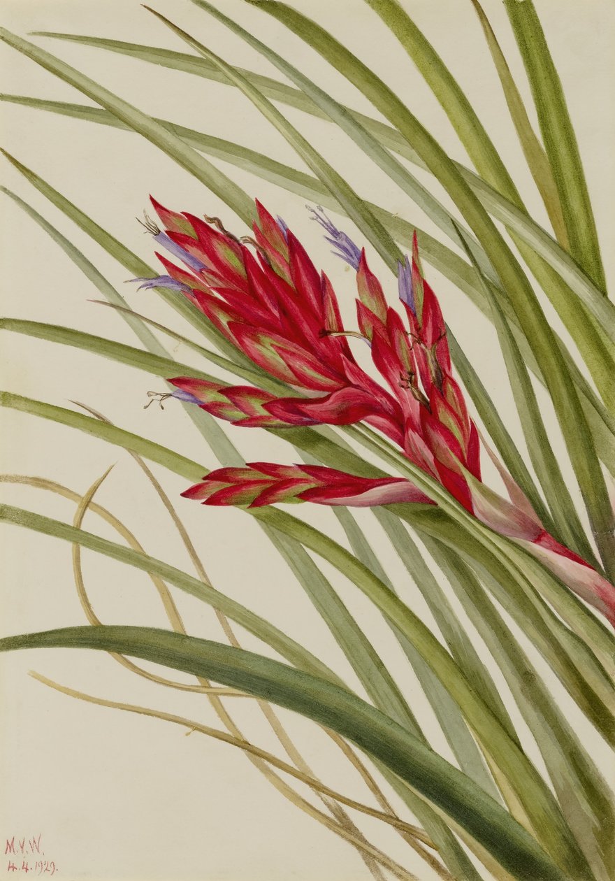 チランジアの葉（Tillandsia fasciculata） 作： メアリーヴォーウォルコット