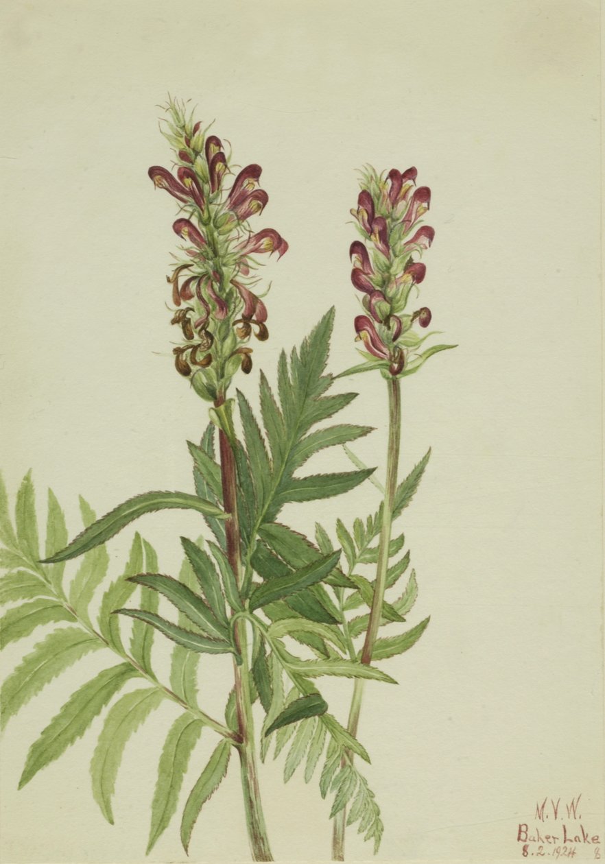 Red-Helmet Pedicularis bracteosa, 1924. 作： メアリーヴォーウォルコット