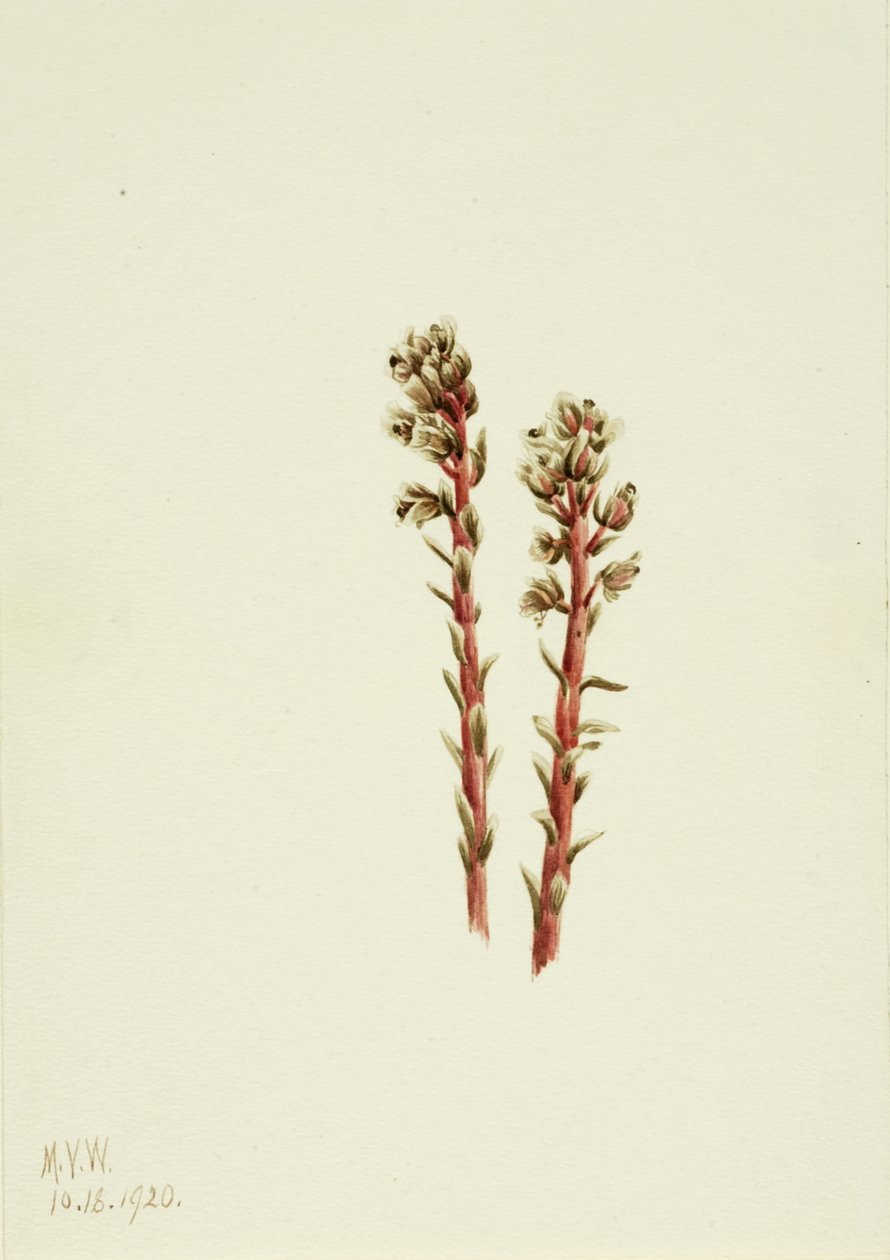 Red Pinesap Hypopitys lanuginosa, 1920. 作： メアリーヴォーウォルコット