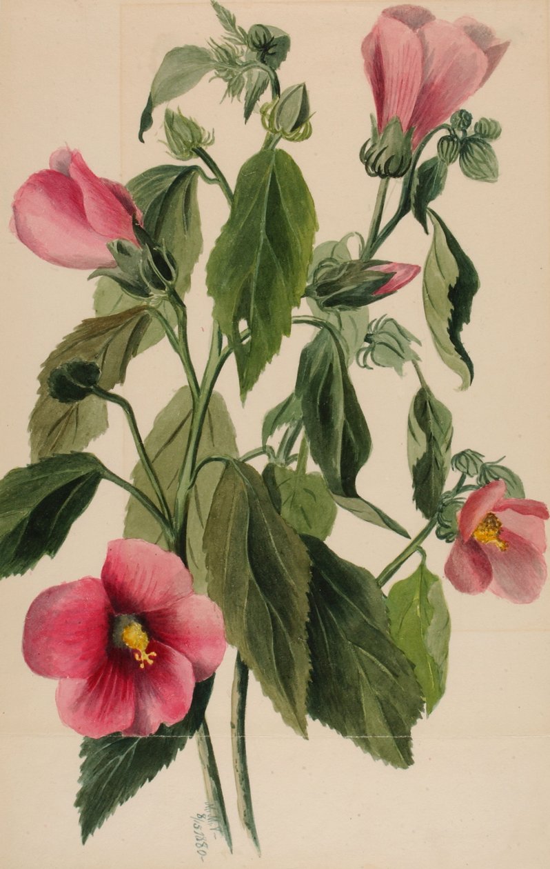 ローズリンドウ Sabbatia angularis, 1880. 作： メアリーヴォーウォルコット