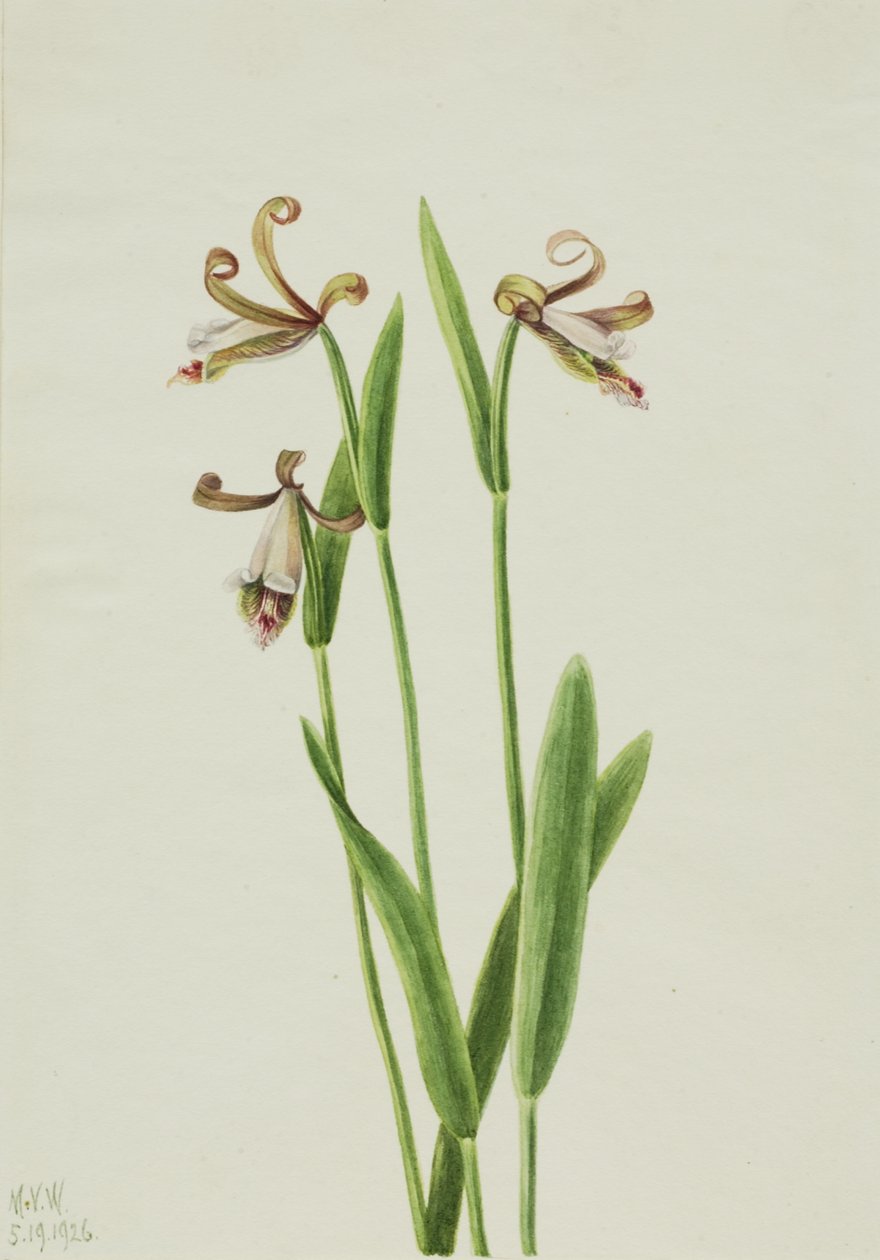 ローズバッドオーキッド Pogonia divaricata, 1926. 作： メアリーヴォーウォルコット