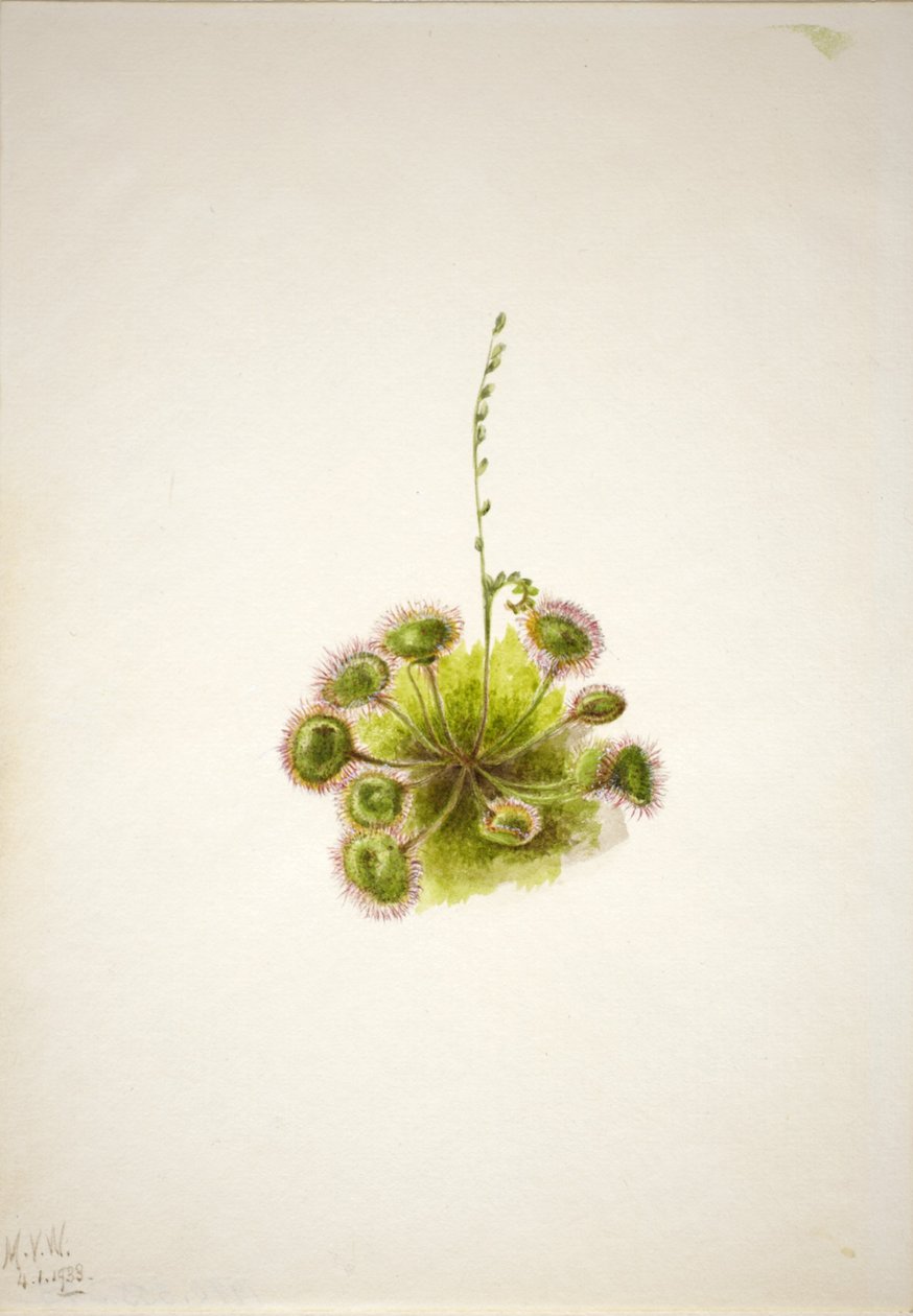 ラウンドリーフサンデュー（Drosera rotundifolia） 作： メアリーヴォーウォルコット