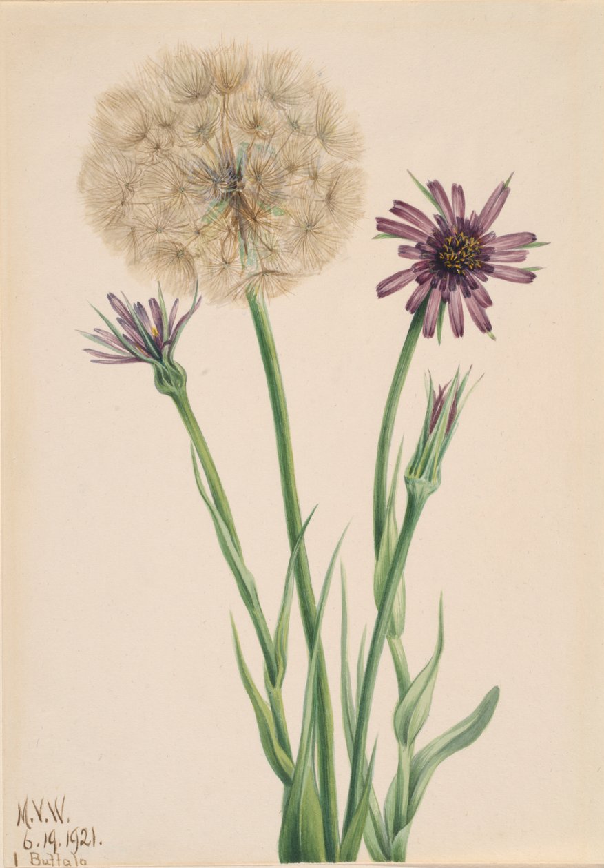 Salsify Tragopogon porrifolius、1921年。 作： メアリーヴォーウォルコット