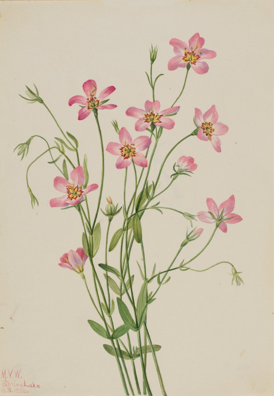 Saltmarsh Rosegentian Sabbatia stellaris, 1926. 作： メアリーヴォーウォルコット