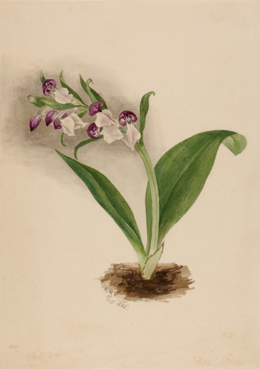 Showy Orchids Orchis spectabilis, 1885. 作： メアリーヴォーウォルコット