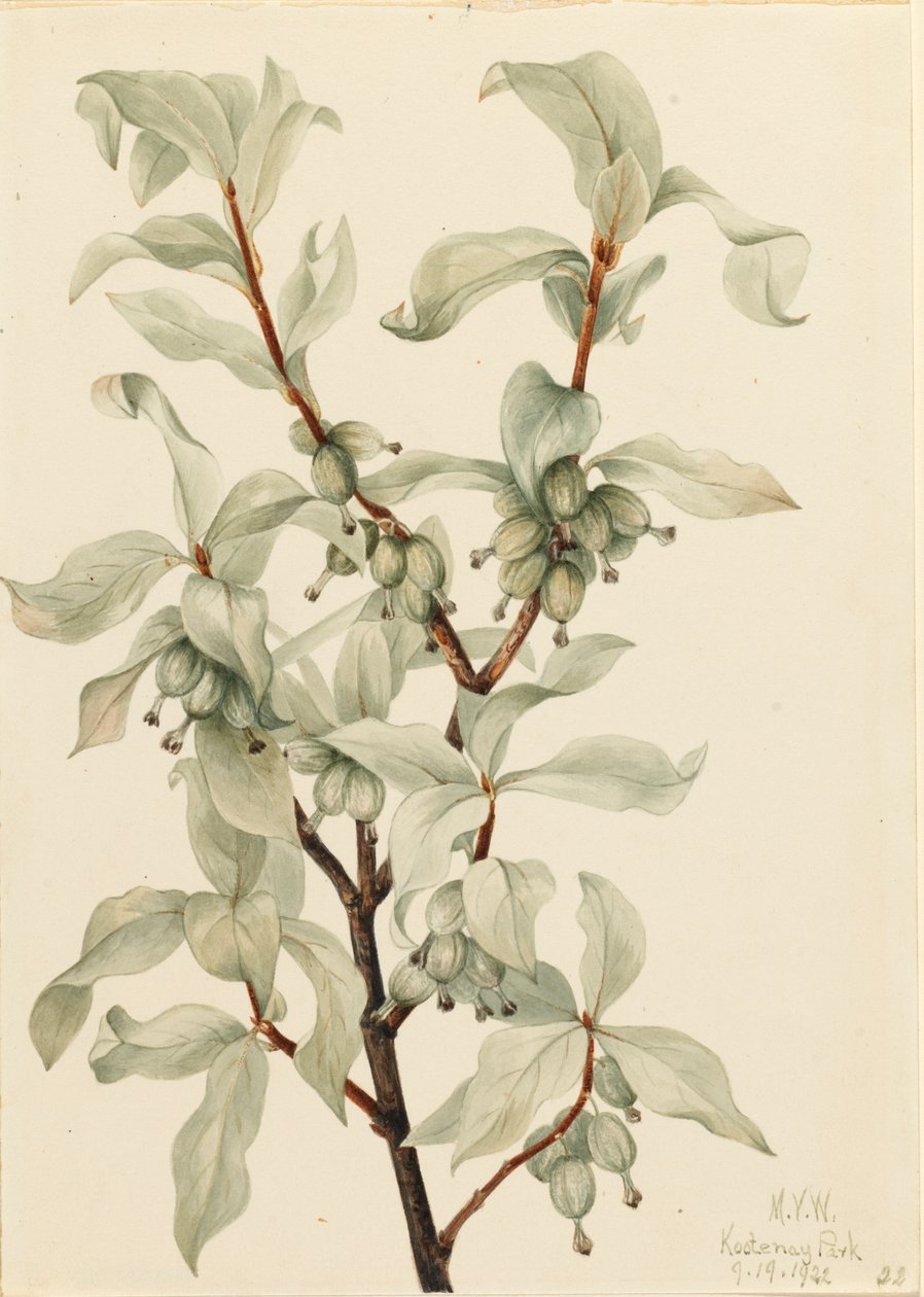 シルバーベリー Elaeagnus commutata, 1922. 作： メアリーヴォーウォルコット