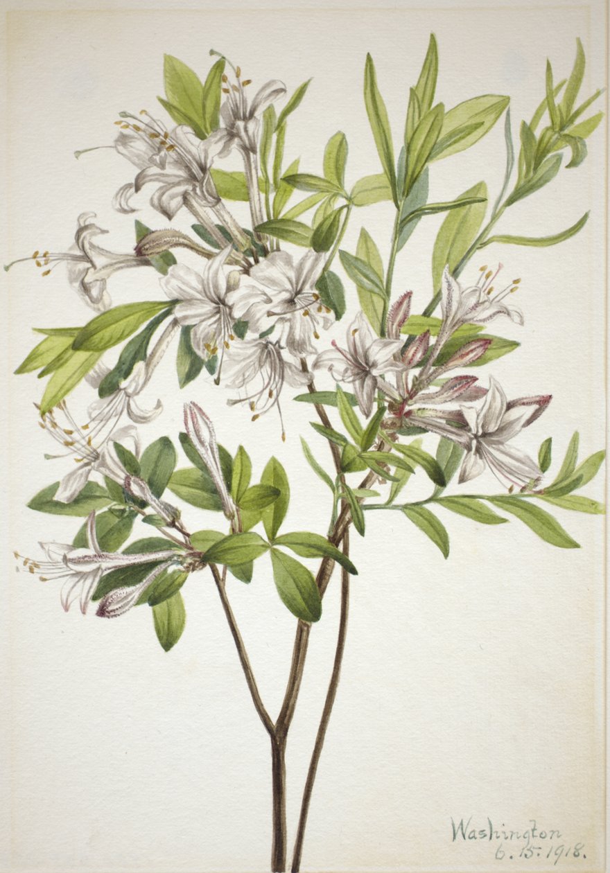 スワンプ・アゼリア Azalea viscosa, 1918. 作： メアリーヴォーウォルコット