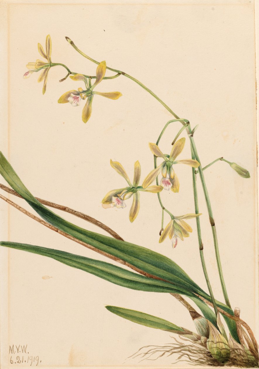 タンパ・エピデンドラム（Epidendrum tampense） 作： メアリーヴォーウォルコット