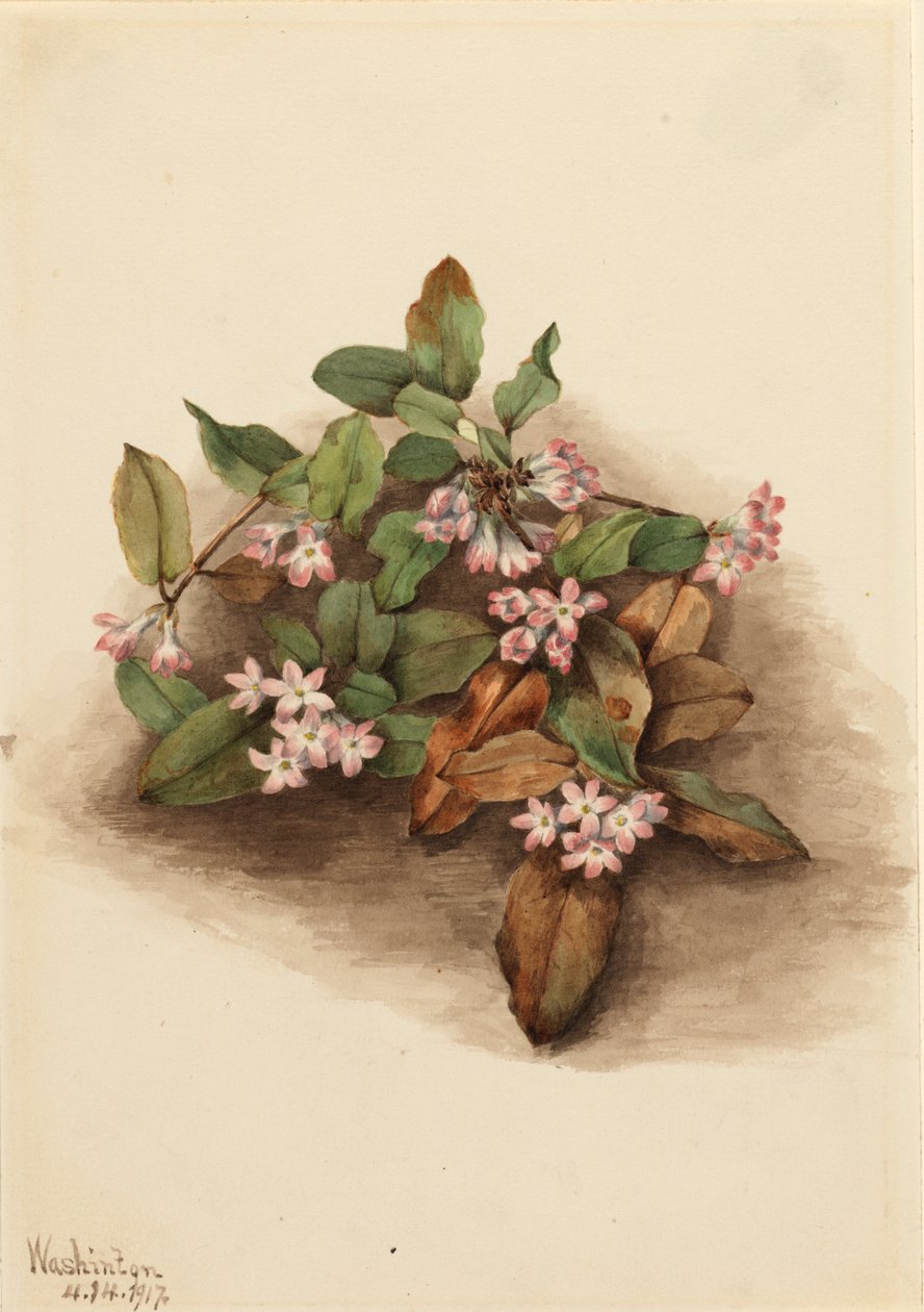 Trailing Arbutus Epigaea repens, 1917. 作： メアリーヴォーウォルコット
