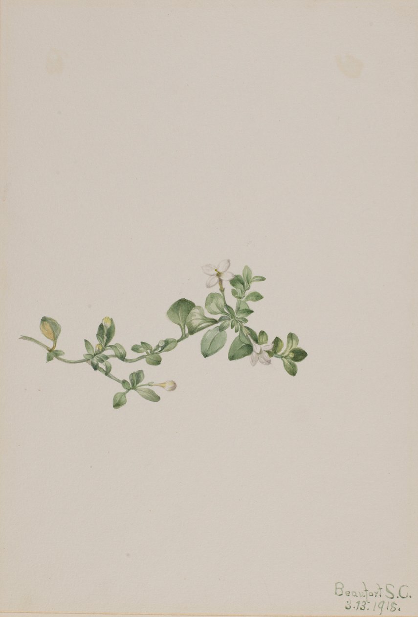 トレイリング・ホストニア（Houstonia procumbens） 作： メアリーヴォーウォルコット