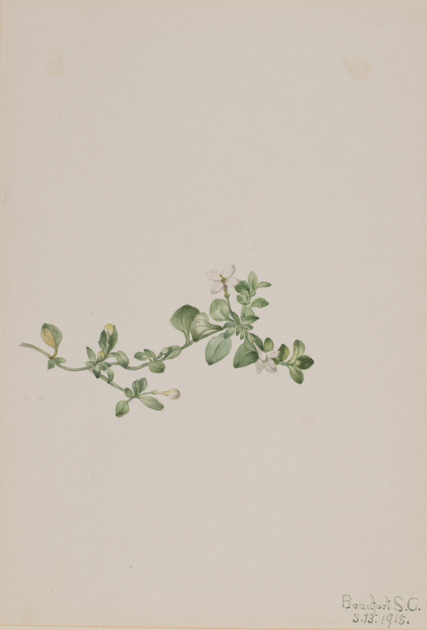 Trailing Houstonia Houstonia procumbens, 1918. 作： メアリーヴォーウォルコット