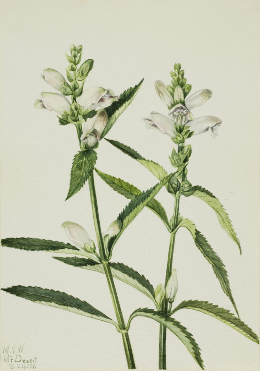 Turtlehead Chelone glabra, 1926. 作： メアリーヴォーウォルコット