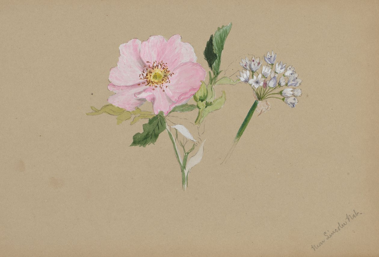 無題--花の習作」1876年から1878年頃。 作： メアリーヴォーウォルコット