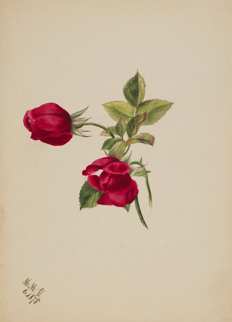 無題--薔薇, 1878. 作： メアリーヴォーウォルコット