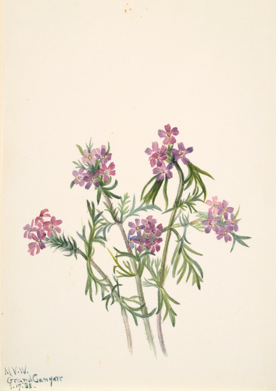 Vervain Verbena wrightii, 1938. 作： メアリーヴォーウォルコット