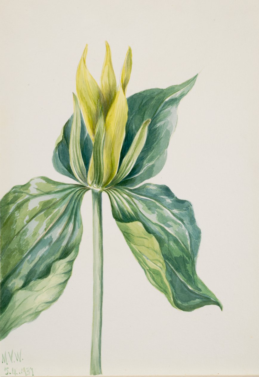 Wak-Robin Trillium underwoodii, 1937. 作： メアリーヴォーウォルコット