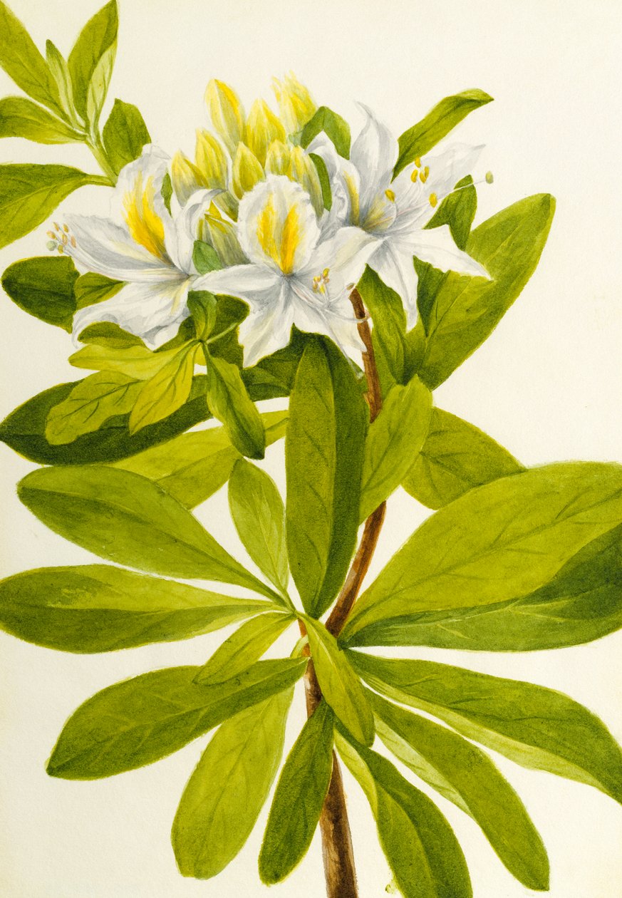 西洋ツツジ Rhododendron, n.d. 作： メアリーヴォーウォルコット