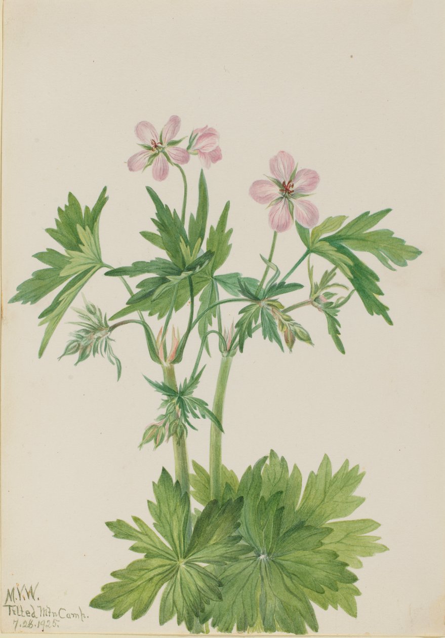 ウェスタン・クレーンズビル Geranium viscosissimum, 1925. 作： メアリーヴォーウォルコット