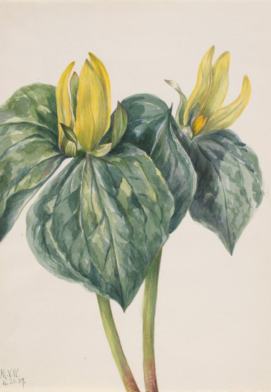 ホイップアーウォールの花 Trillium hugeri, 1937. 作： メアリーヴォーウォルコット