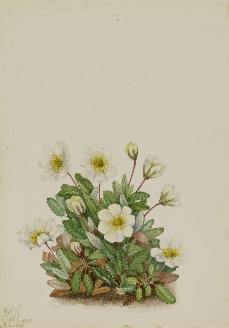 ホワイト・ドライヤード（Dryas octopetala） 作： メアリーヴォーウォルコット
