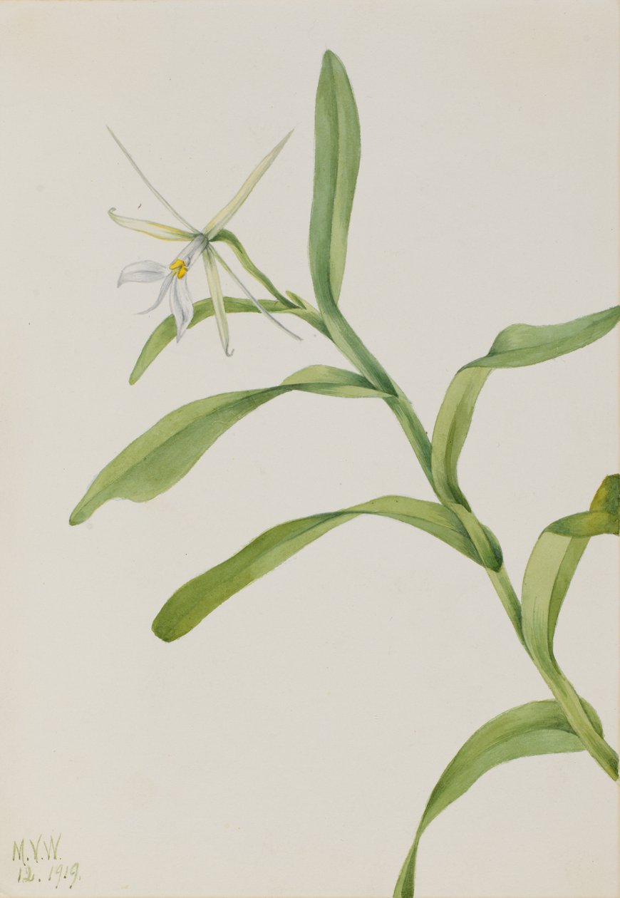White Epidendrum Epidendrum nocturnum, 1919. 作： メアリーヴォーウォルコット