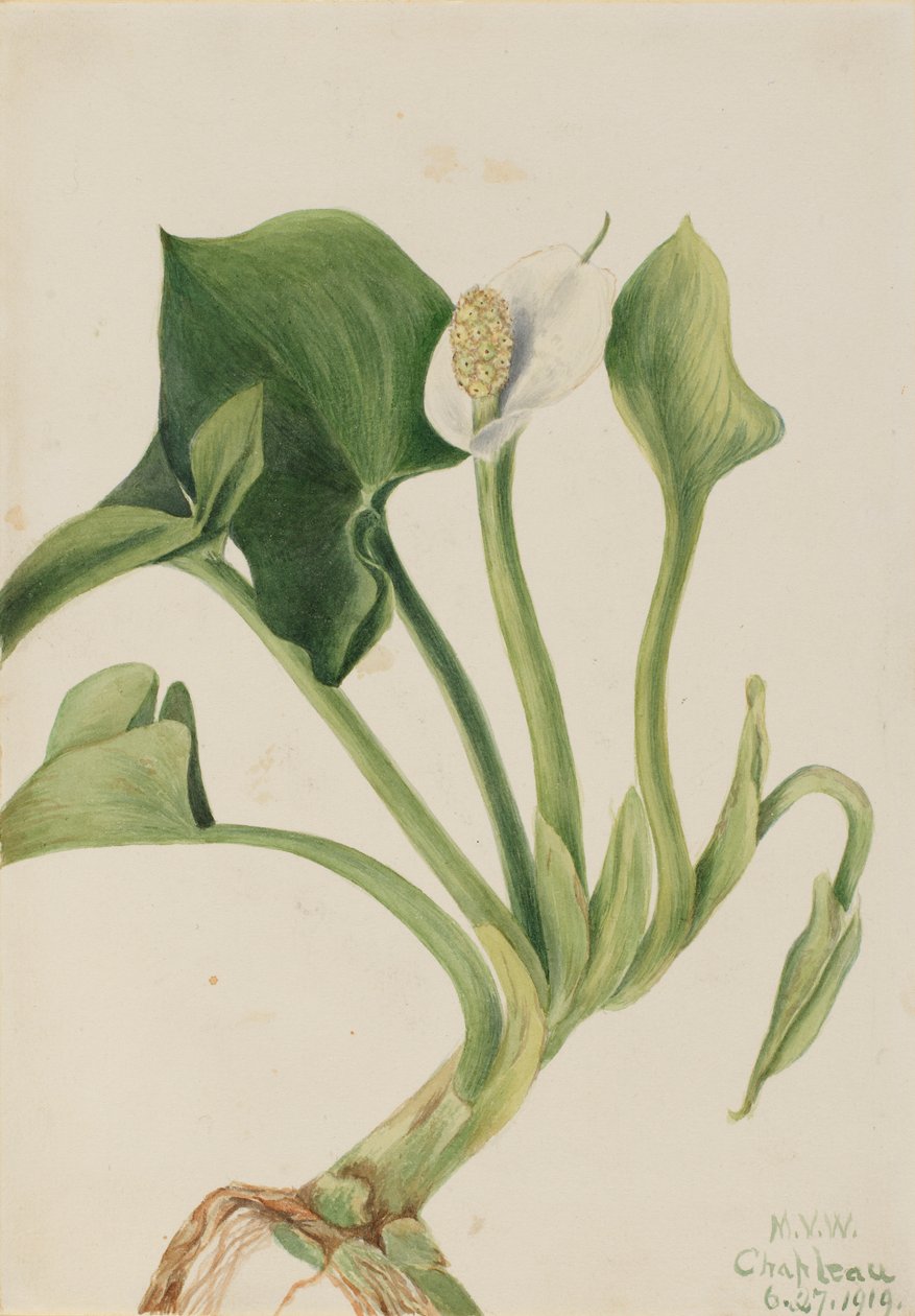 野生のカラ (Calla palustris) 作： メアリーヴォーウォルコット