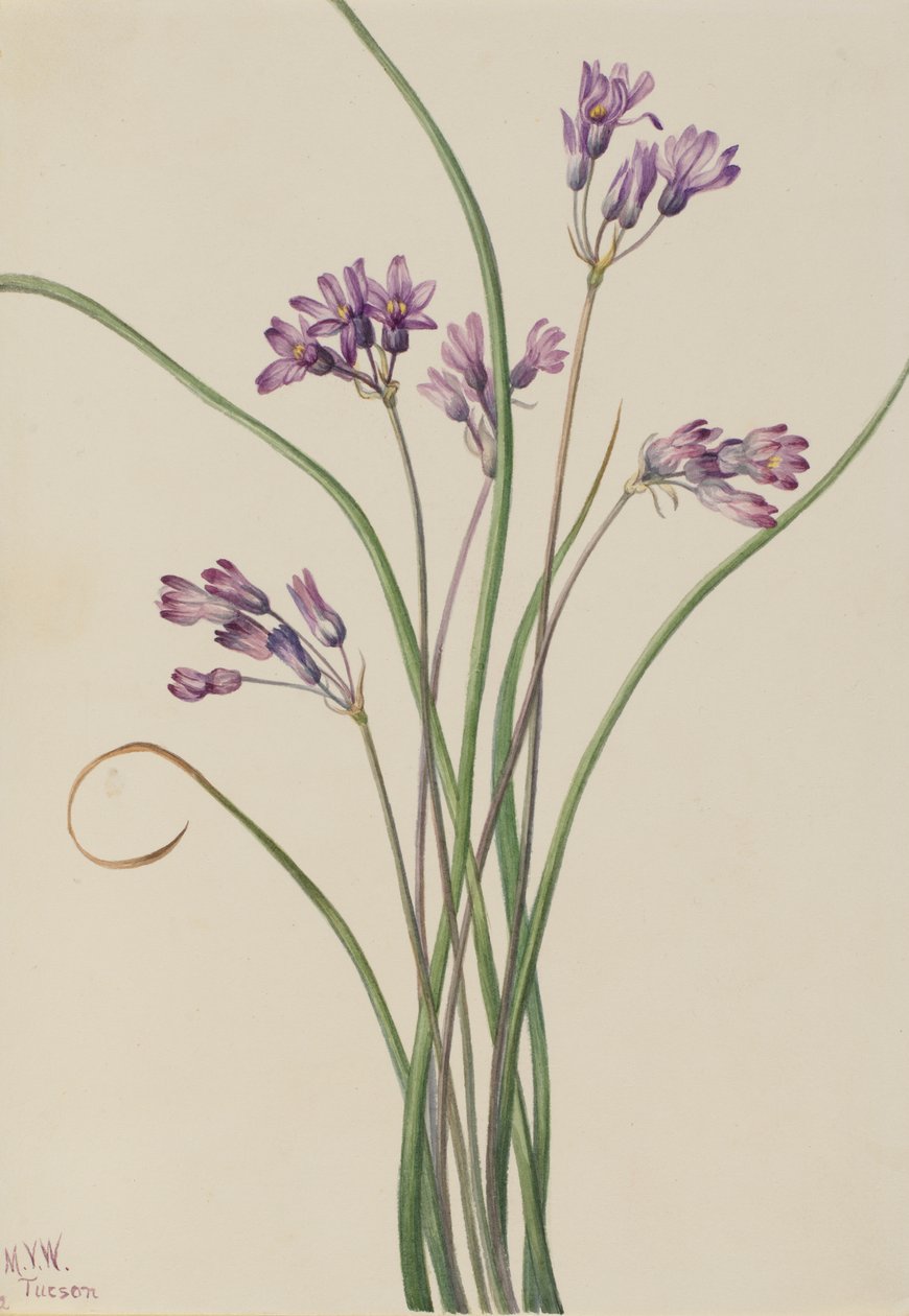 ワイルドヒヤシンス Brodiaea pulchella, 1927. 作： メアリーヴォーウォルコット