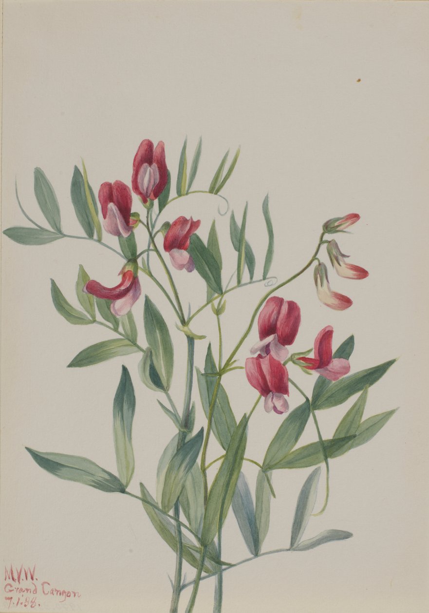 野生のエンドウ Lathyrus decaphyllus, 1938. 作： メアリーヴォーウォルコット