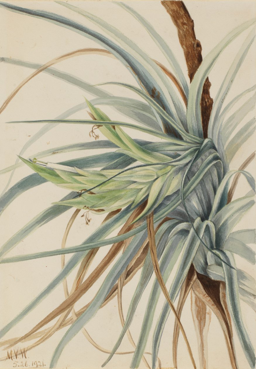 ワイルド・パイナップル（Tillandsia fasciculata） 作： メアリーヴォーウォルコット