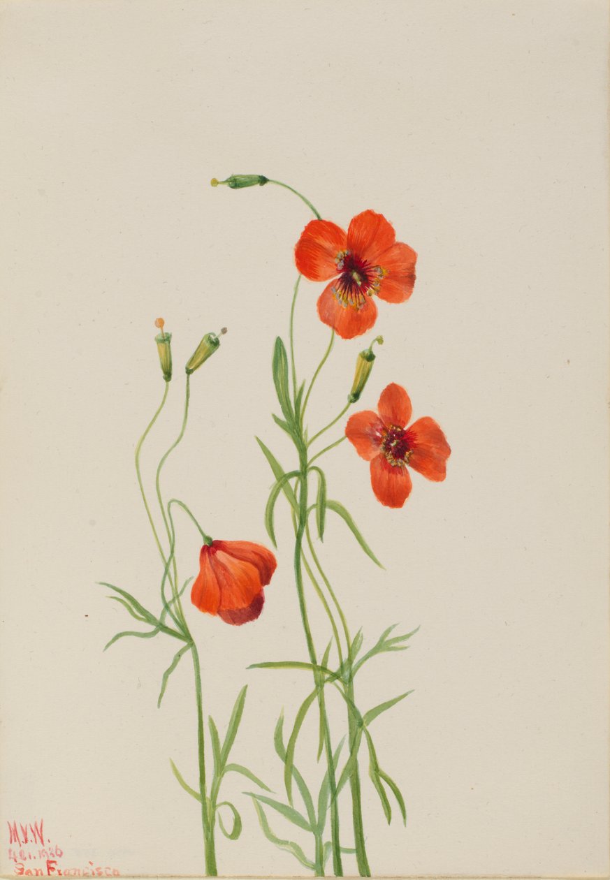 風のケシ Stylomecon heterophylla, 1926. 作： メアリーヴォーウォルコット
