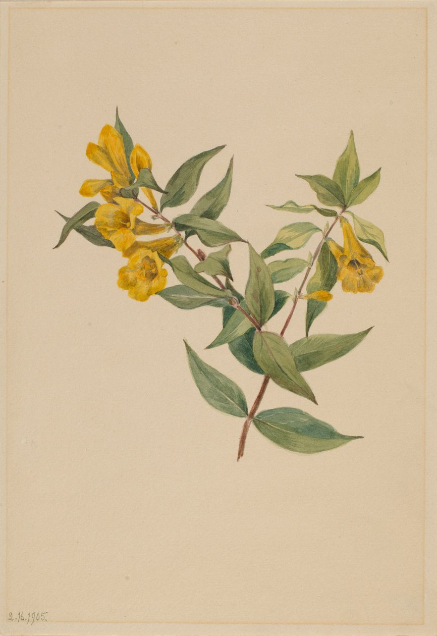 イエロー・ジェサミン（Gelsemium sempervirens） 作： メアリーヴォーウォルコット