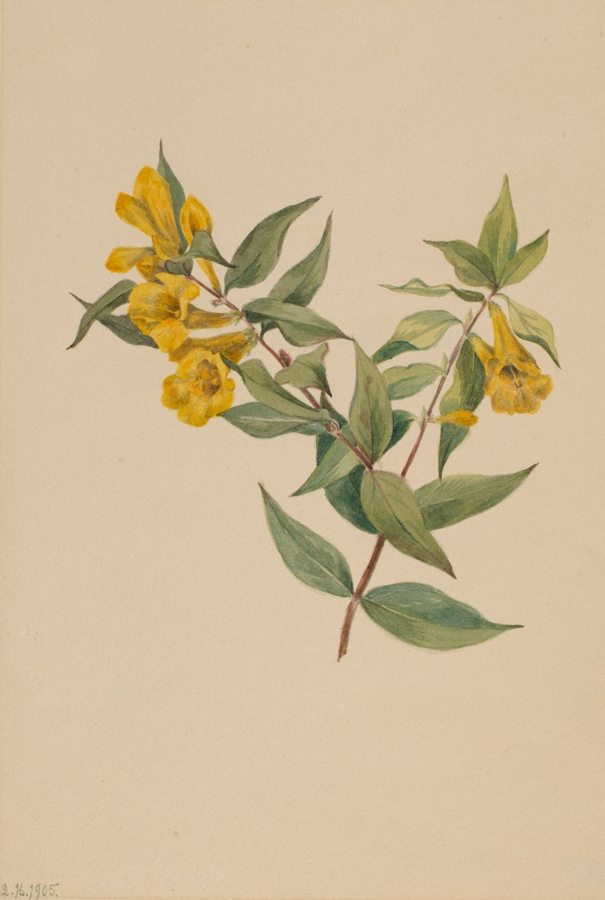 黄色いジェサミン Gelsemium sempervirens, 1905. 作： メアリーヴォーウォルコット