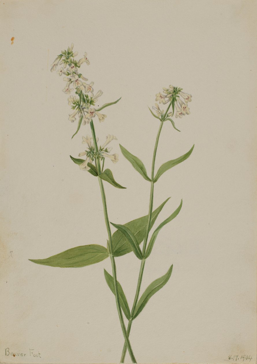 イエロー・ペントステモン（Pentstemon confertus） 作： メアリーヴォーウォルコット