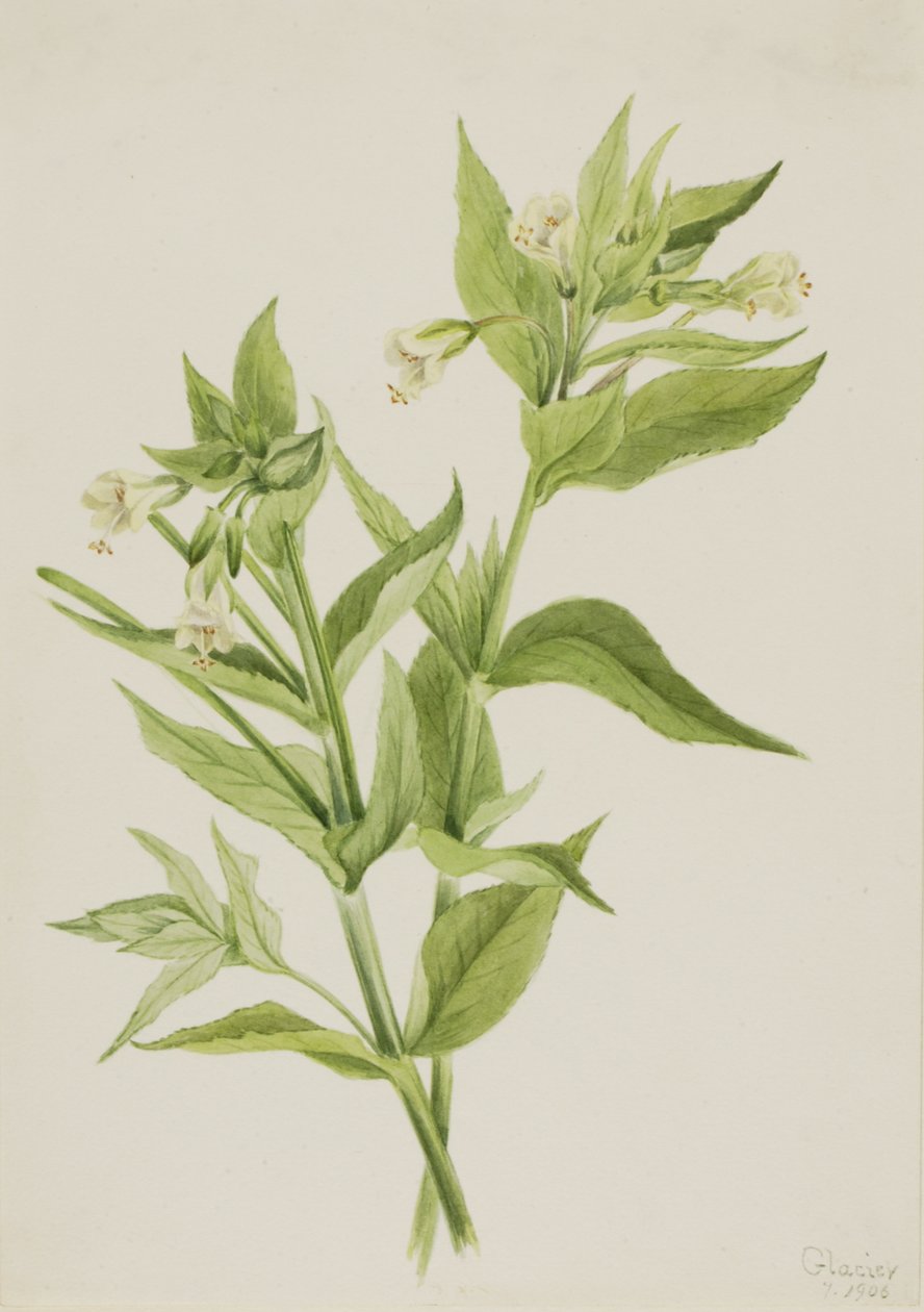 イエローウィローウィード Epilobium lutem, 1906. 作： メアリーヴォーウォルコット