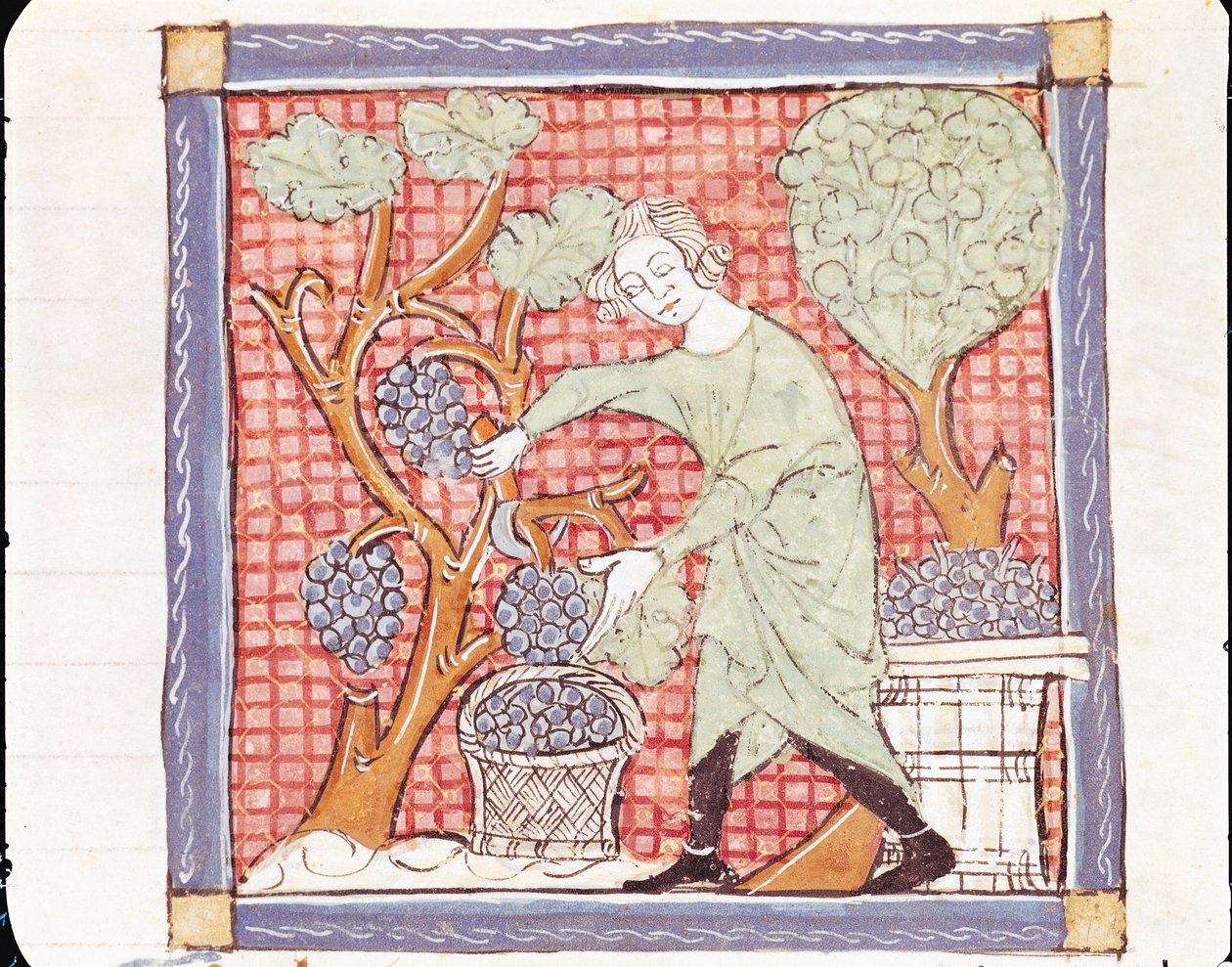 Fol.59r 9月：収穫 作： マトフレ・エルメンガウト