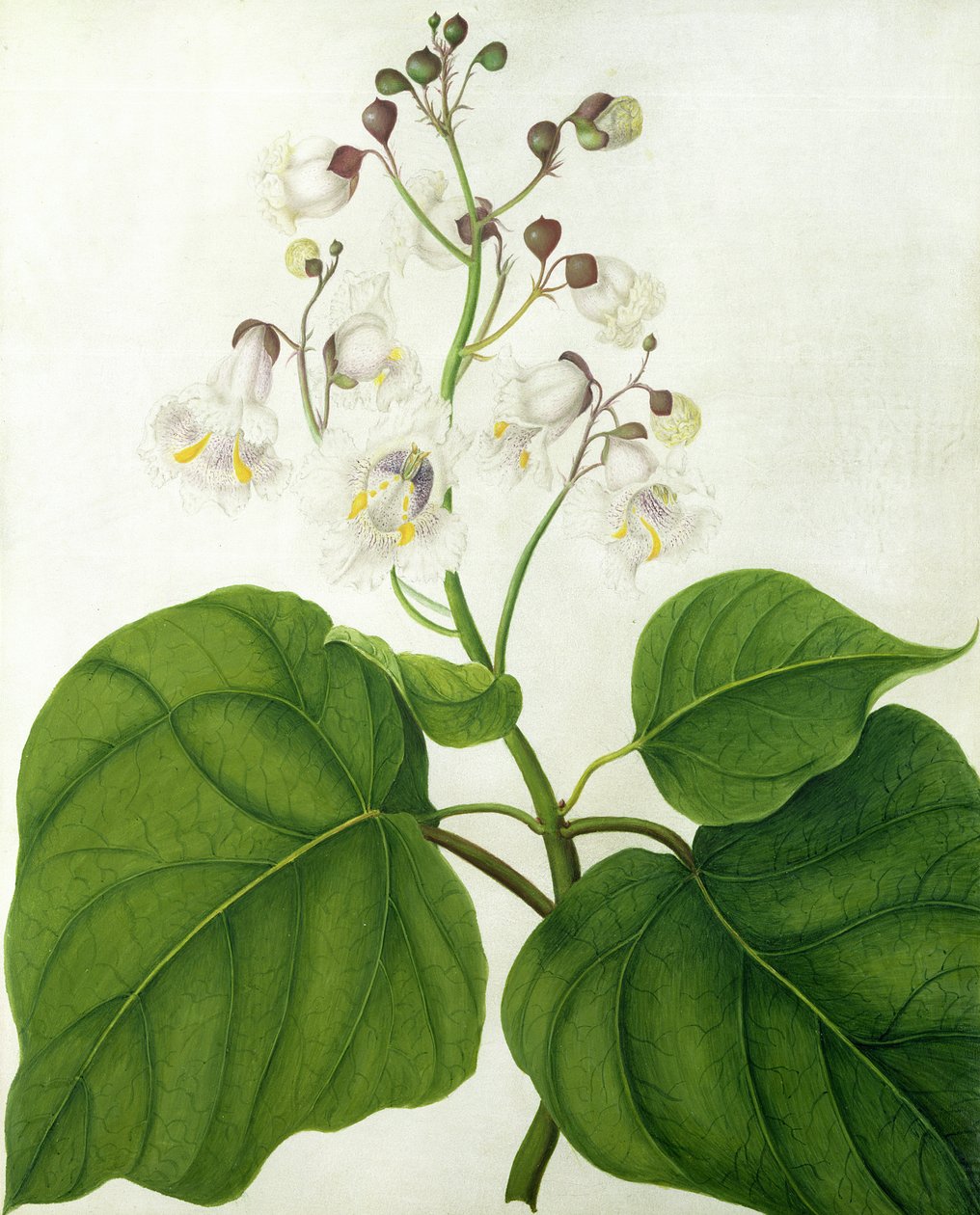 Catalpa Speciosa（ヴェラムに鉛筆でトイレとガッシュ） 作： マチルダコンヤーズ